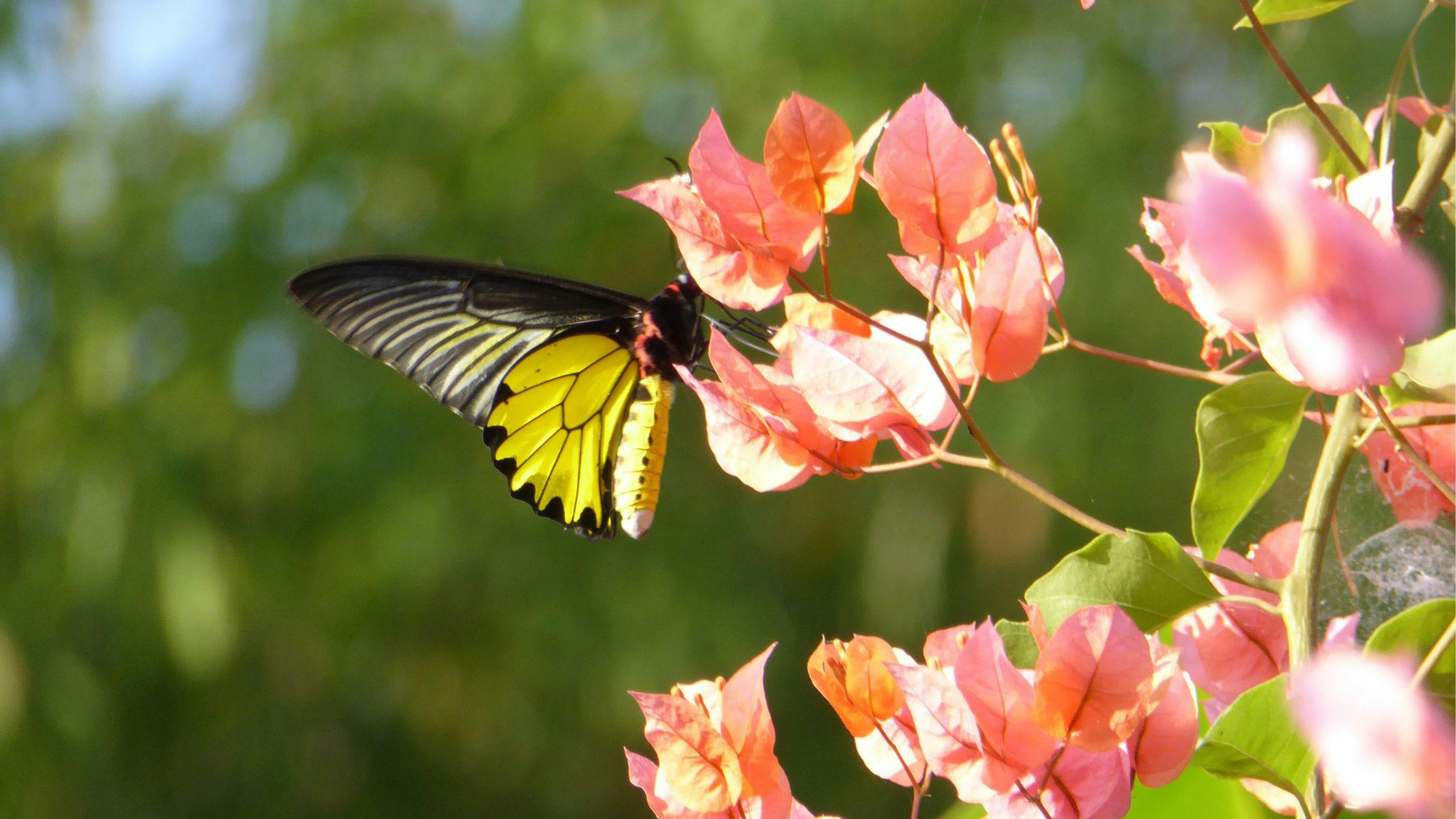 Dubai Butterfly Garden